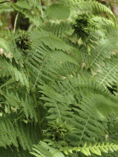 Chirosia betuleti